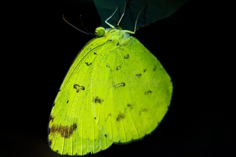 Пиропина бабочка. Спящие ночью бабочки