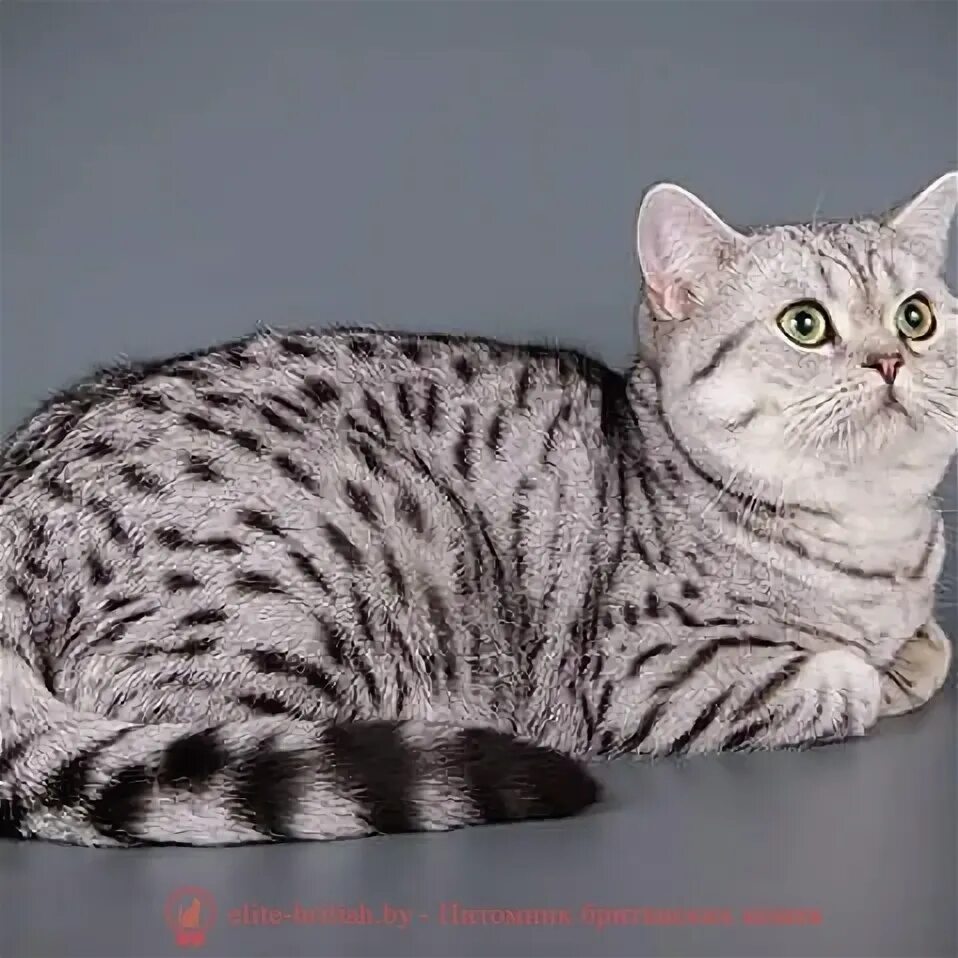 Британская кошка пятнистая. Британская пятнистая. Британский пятнистый табби. Британская сильвер табби. Британская пятнистая кошка табби.