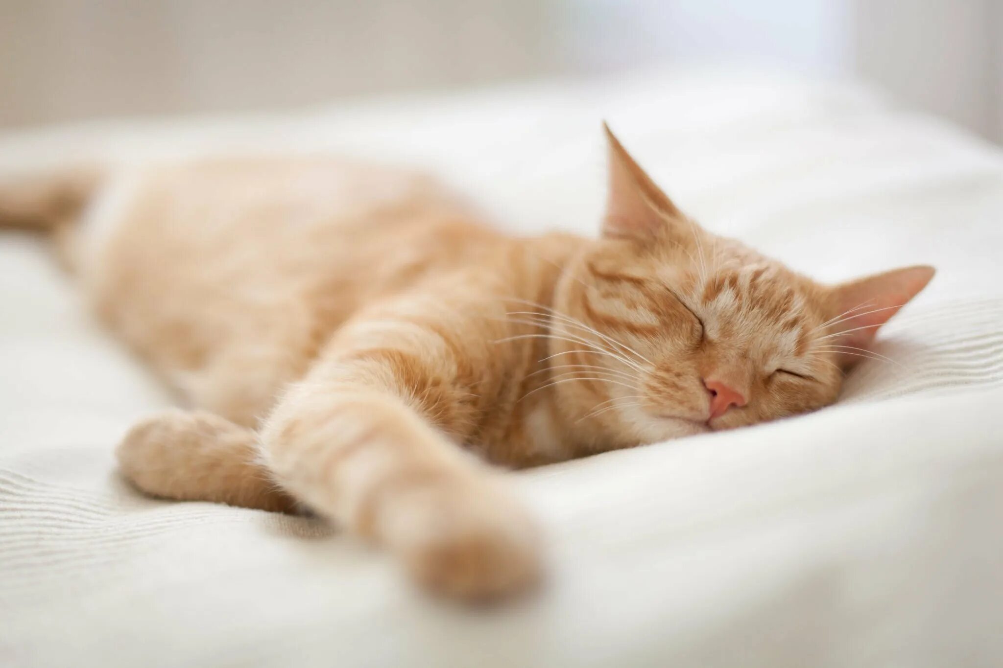 Catnap 3 версии