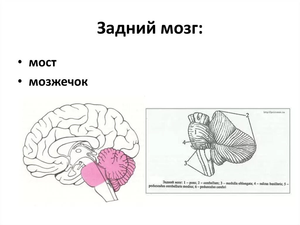 Задний мозг мост и мозжечок строение и функции. Задний мозг мост анатомия. Задний мозг строение анатомия. Задний мозг мозжечок строение.