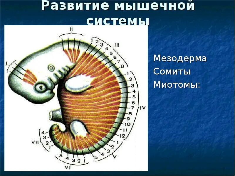 Миотомы мезодермы. Развитие мышц миотомы. Мезодерма мышцы. Развитие мышечной мезодерма.