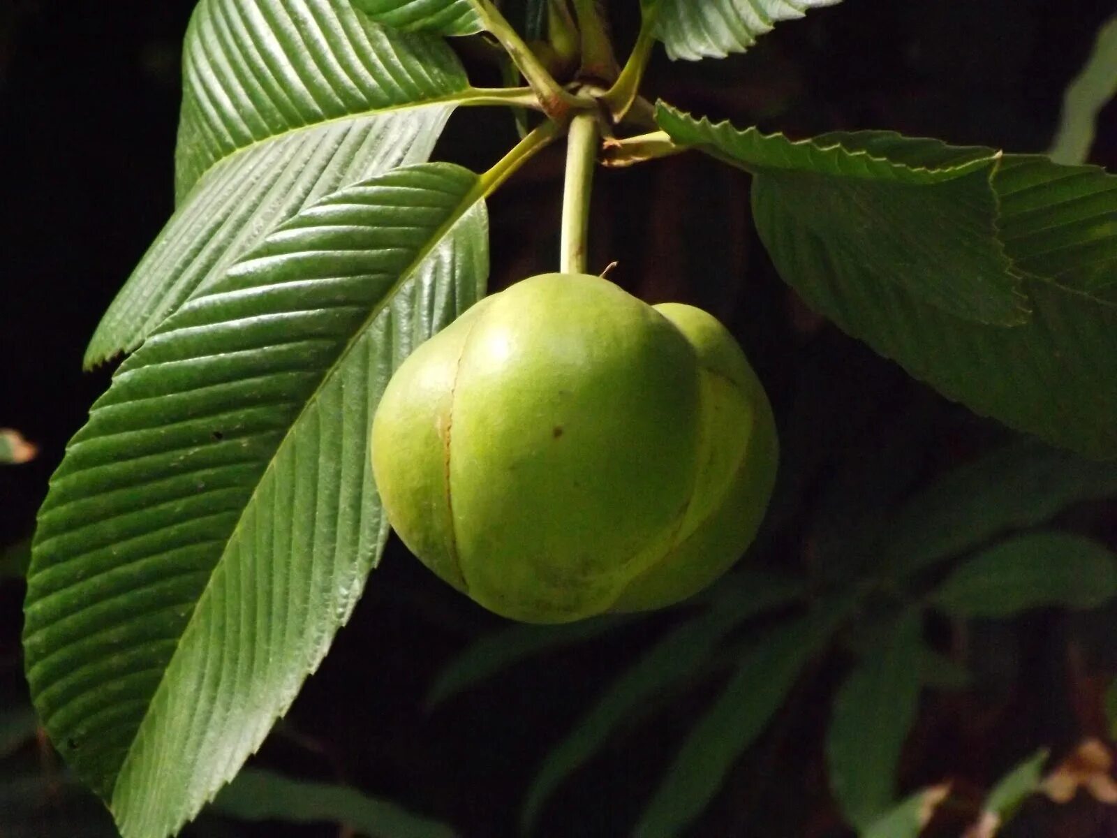 Elephant apple