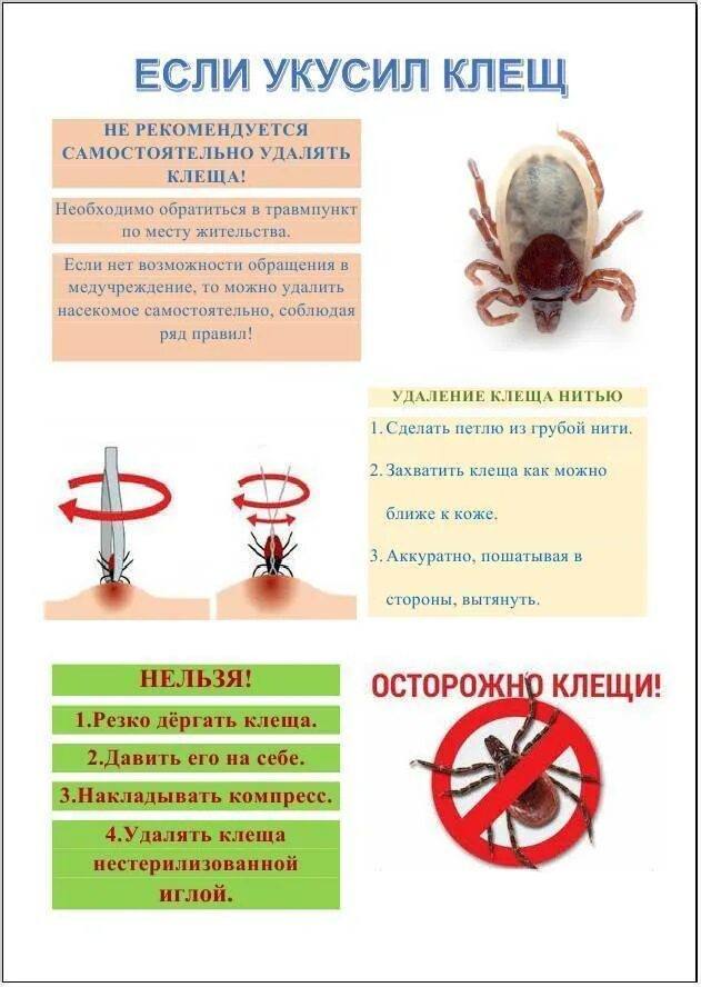 Какие симптомы при клещах