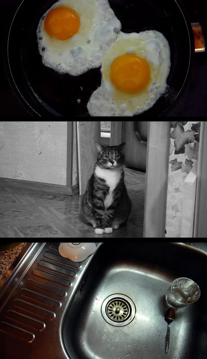 забавные футболки. креативная яичница. принт яичница. яичница кот. смешная глазунья.