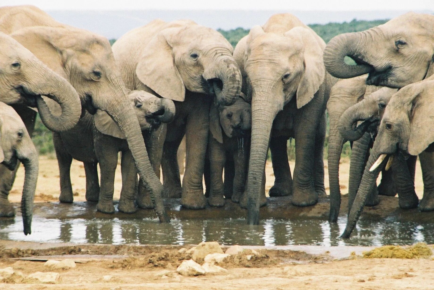 Слоны на водопое. Популяция слонов. Стадо слонов. Животные на водопое.