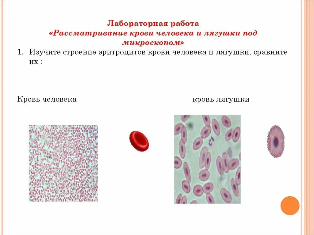 Клетки эритроцита человека. Клетки эритроцита человека