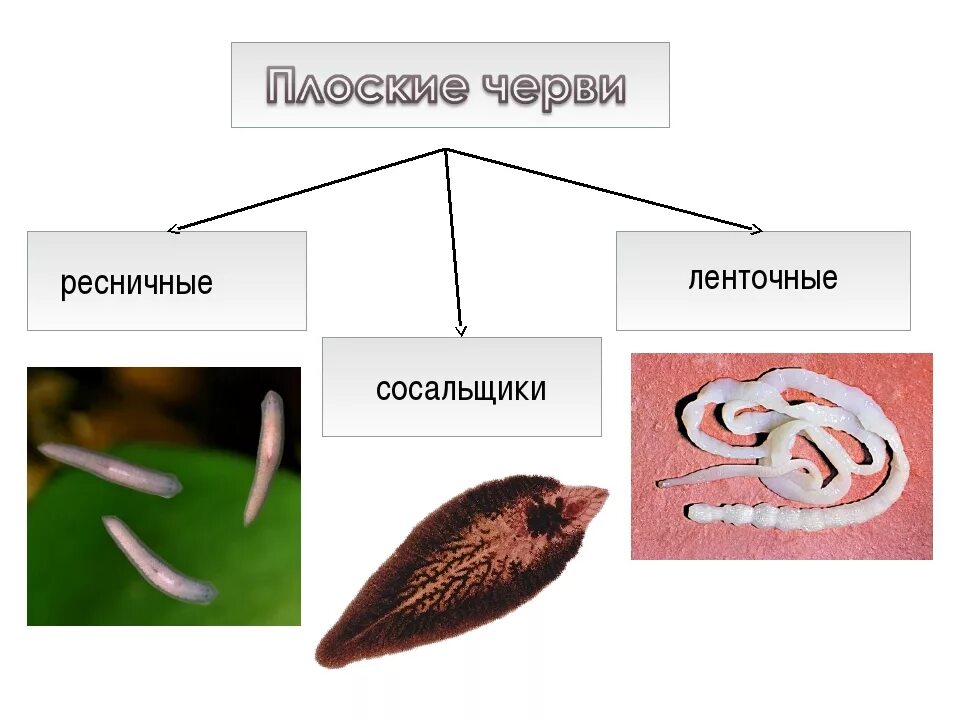 Печеночный сосальщик приспособления. Систематика типа плоских червей. Классификация плоских червей червей. Плоские черви классификация. Тип плоские черви классы.