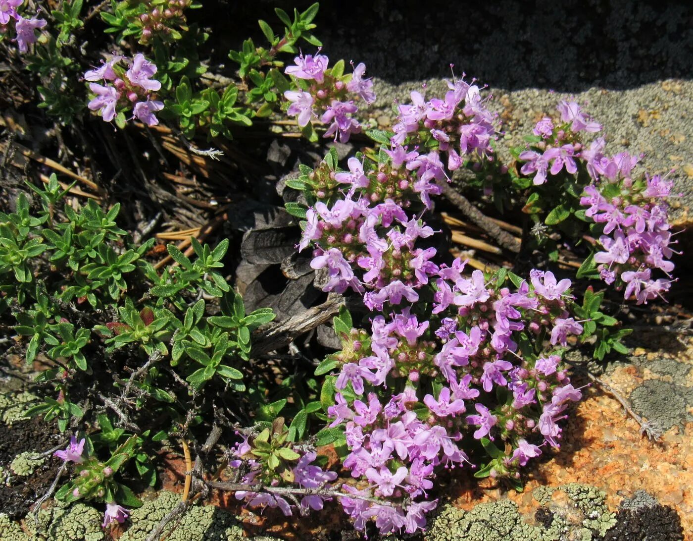 Чабрец какое. Тимьян Thymus меловой. Тимьян меловой – Thymus cretaceus. Чабрец тимьян обыкновенный. Тимьян /чабрец/(genus).