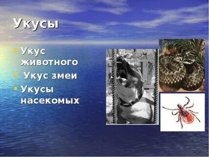 Почему опасен укус