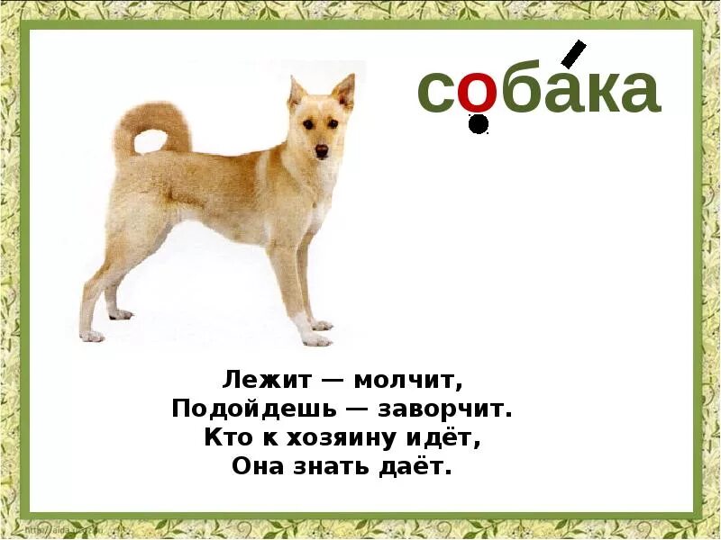 Собак ответ