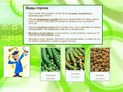 Размер гороха физика 7 класс