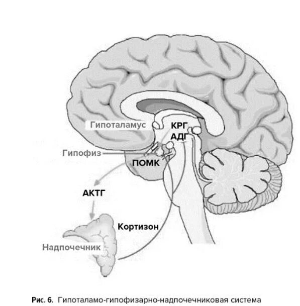 Гипофиз надпочечников. Схема гипоталамо-гипофизарно-надпочечниковой системы. Гипоталамус гипофиз надпочечники ось. Схема гипоталамо-гипофизарно-адренокортикотропной системы.