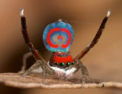Dancing spider