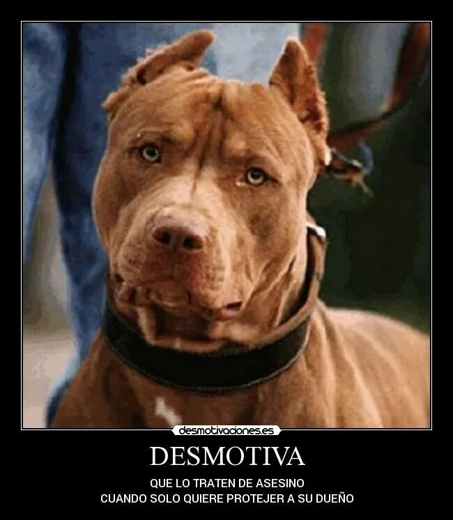 Pitbull brown