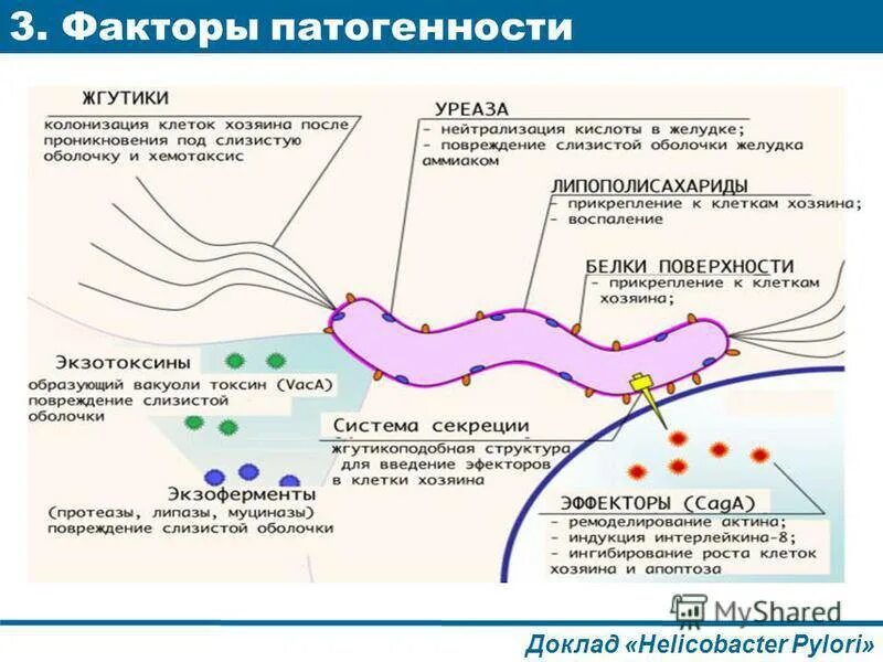 Хеликобактер по омс. Факторы патогенности Helicobacter pylori. Факторы патогенности хеликобактер. Факторы патогенности хеликобактер пилори. Факторы, выделяемые Helicobacter pylori.