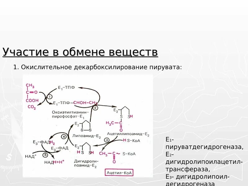 Обмен витаминов биохимия. Витамины участие в метаболизме биохимия. Витамин в1 биохимия участие в обмене веществ. Витамин в1 участие в биохимических реакциях. Механизм действия витамина в1 биохимия.