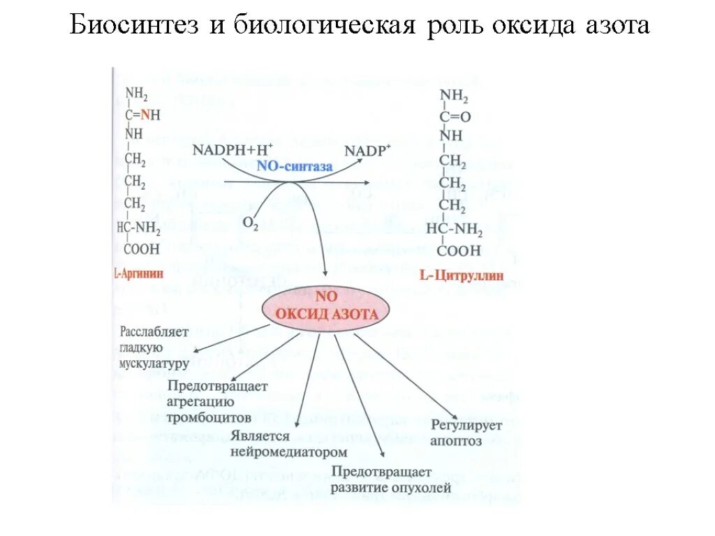 Роль азота в составе клеток. Оксид азота функции в организме человека. биосинтез и биологическая роль оксида азота. синтез аргинина в организме человека. биосинтез и биологическая роль оксида азота в организме.