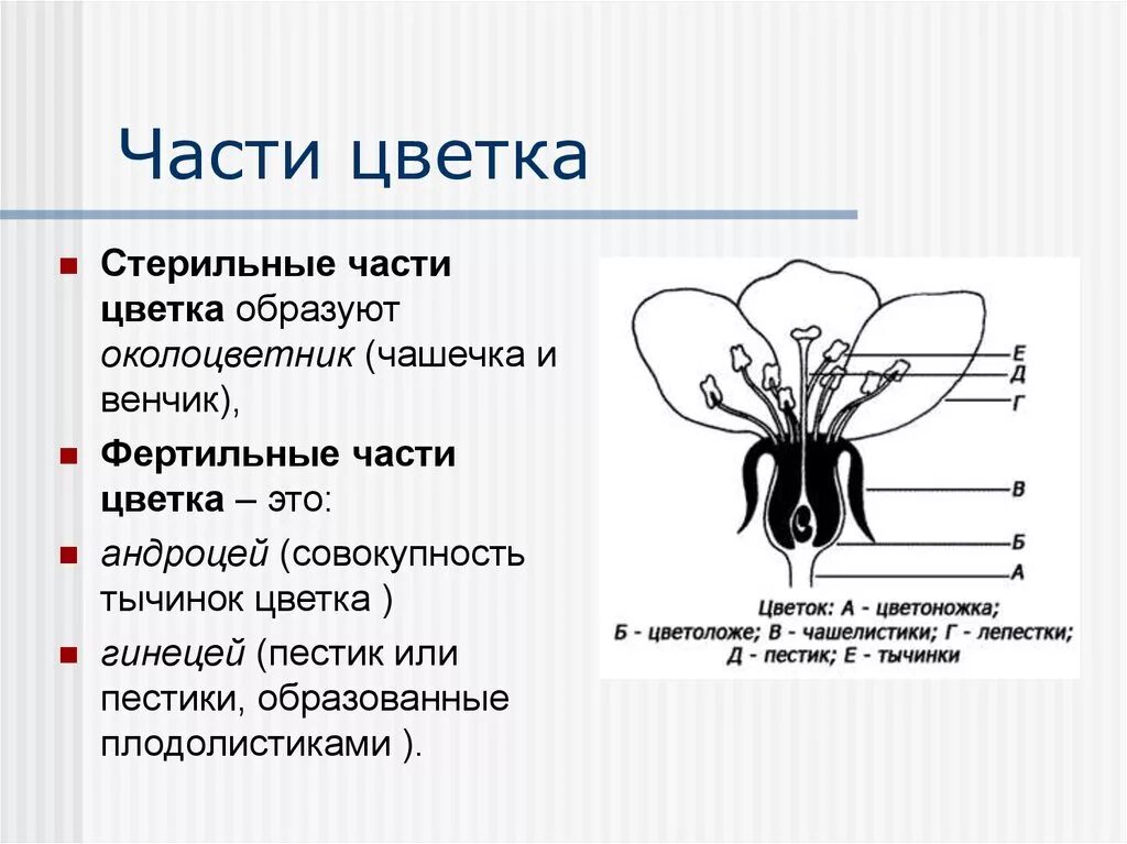 Стерильные растения. Стерильные и фертильные части цветка. Андроцей чашечка венчик. Фертильные части цветка. Строение стерильных органов цветка.