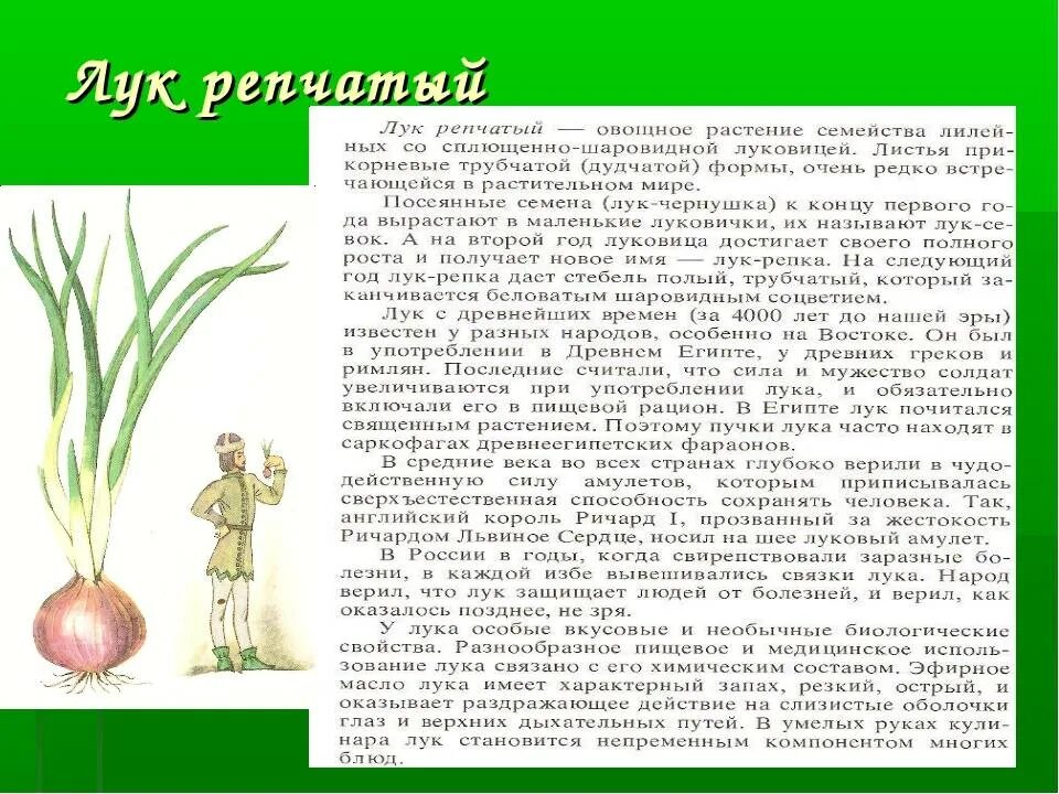 Лук описание растения. Доклад лук репчатый. Лук репчатый растение. Рассказ о луке. Почему лук назвали луком