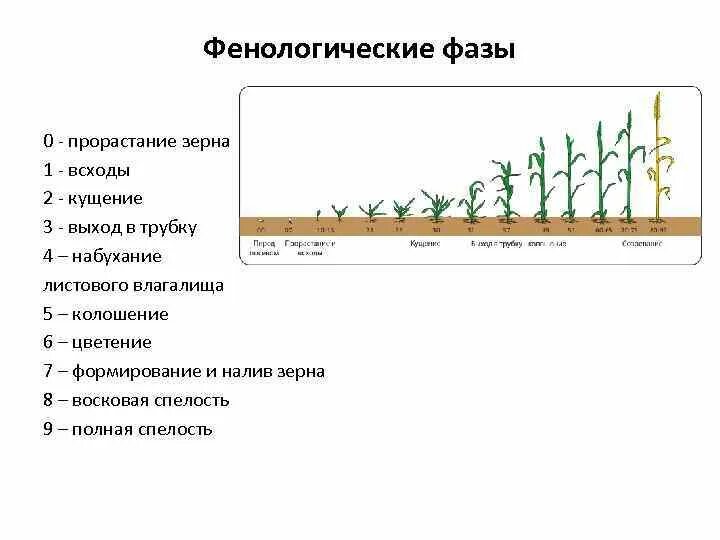 Фазы развития пшеницы по Задоксу. Фазы вегетации озимой пшеницы. Фазы развития озимой пшеницы таблица. Фазы роста озимой пшеницы.