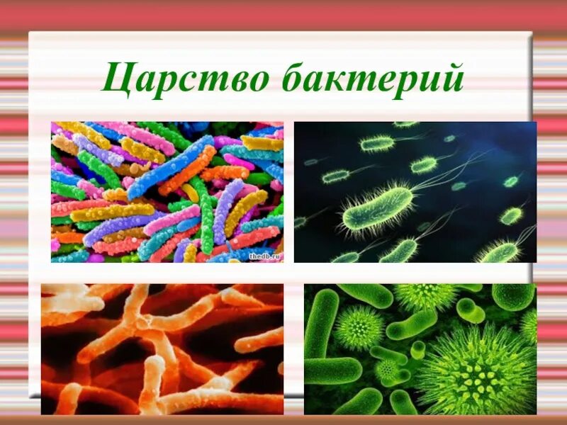 Три примера царства бактерий. Царство бактерий 6 класс биология. Царство бактерий 3 класс окружающий мир. Царство бактерий 5 класс биология. Представители царства бактерий 5 класс биология.