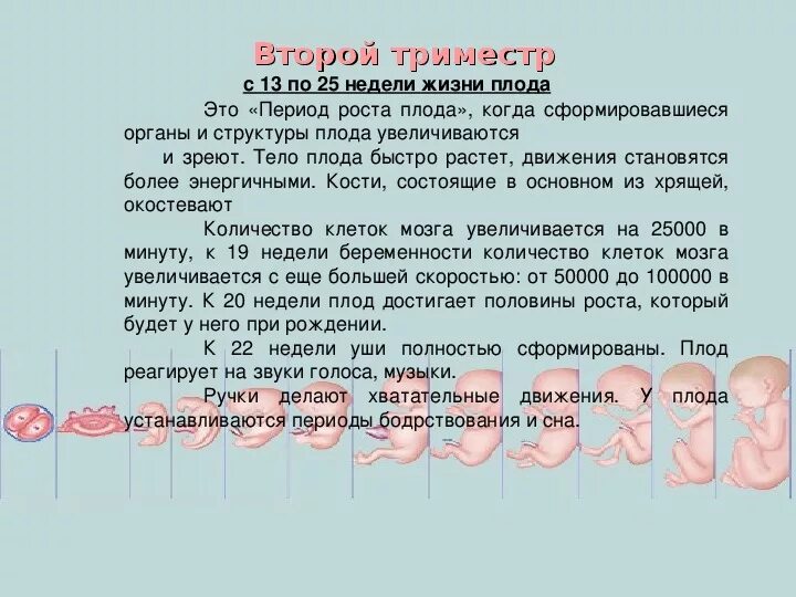 1 го месяца после. Таблица развития ребенка в утробе. Развитие эмбриона по неделям. Формирование плода по неделям. Периоды внутриутробного развития плода таблица.