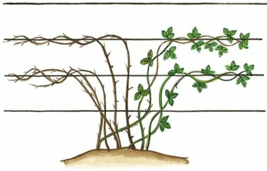 Что положить при посадке ежевики. Подвязка ежевики бесшипной. ежевика плетистая бесшипная. ежемалина подвязка. ежевика бесшипная стелющаяся.