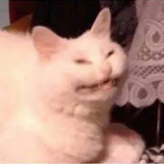 Кот трясется