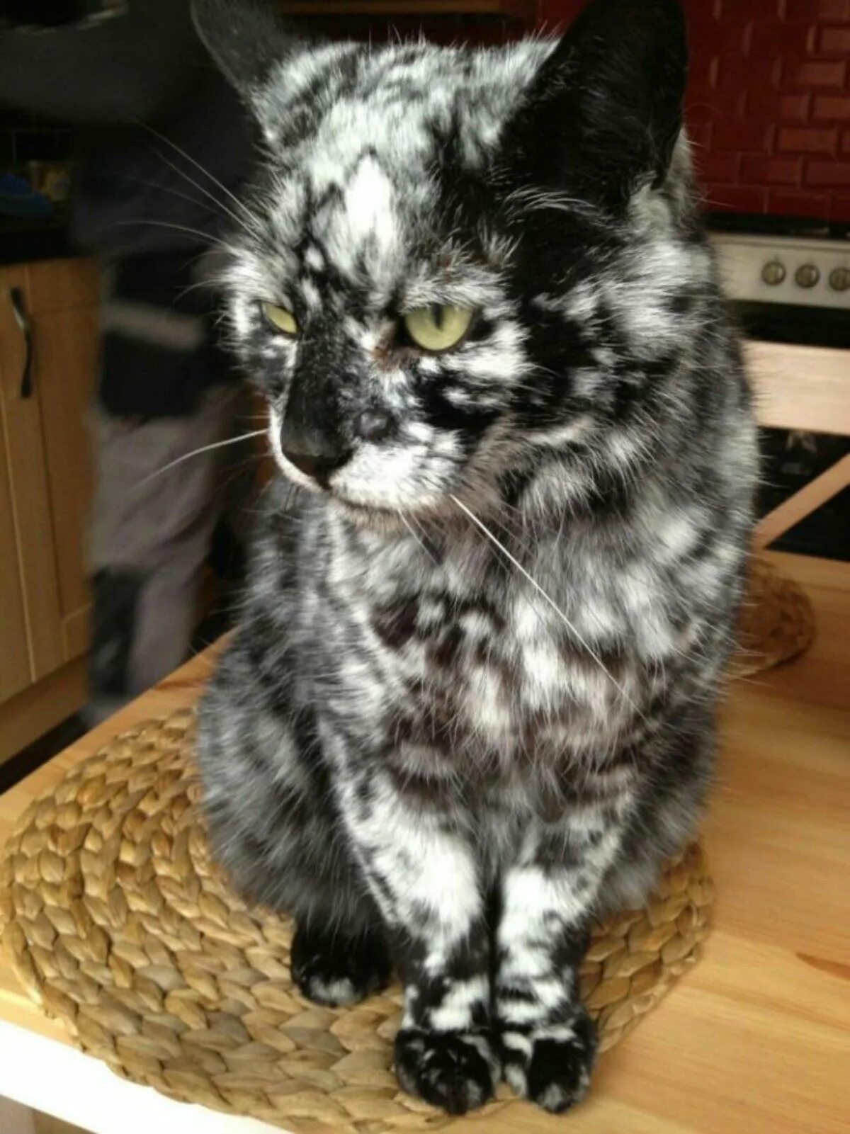 Кот Скрэппи мраморный. Сибирская кошка черепаховый мраморный. Необычные расцветки кошек. Кошки с необычными пятнами. Серая кошка с черными пятнами