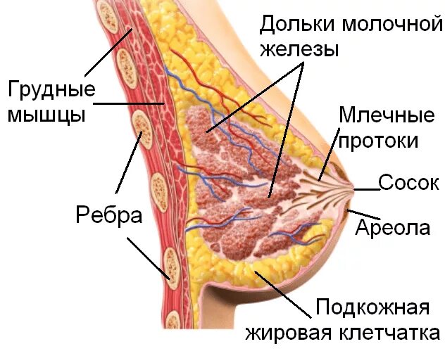 Что такое молочные железы у женщин