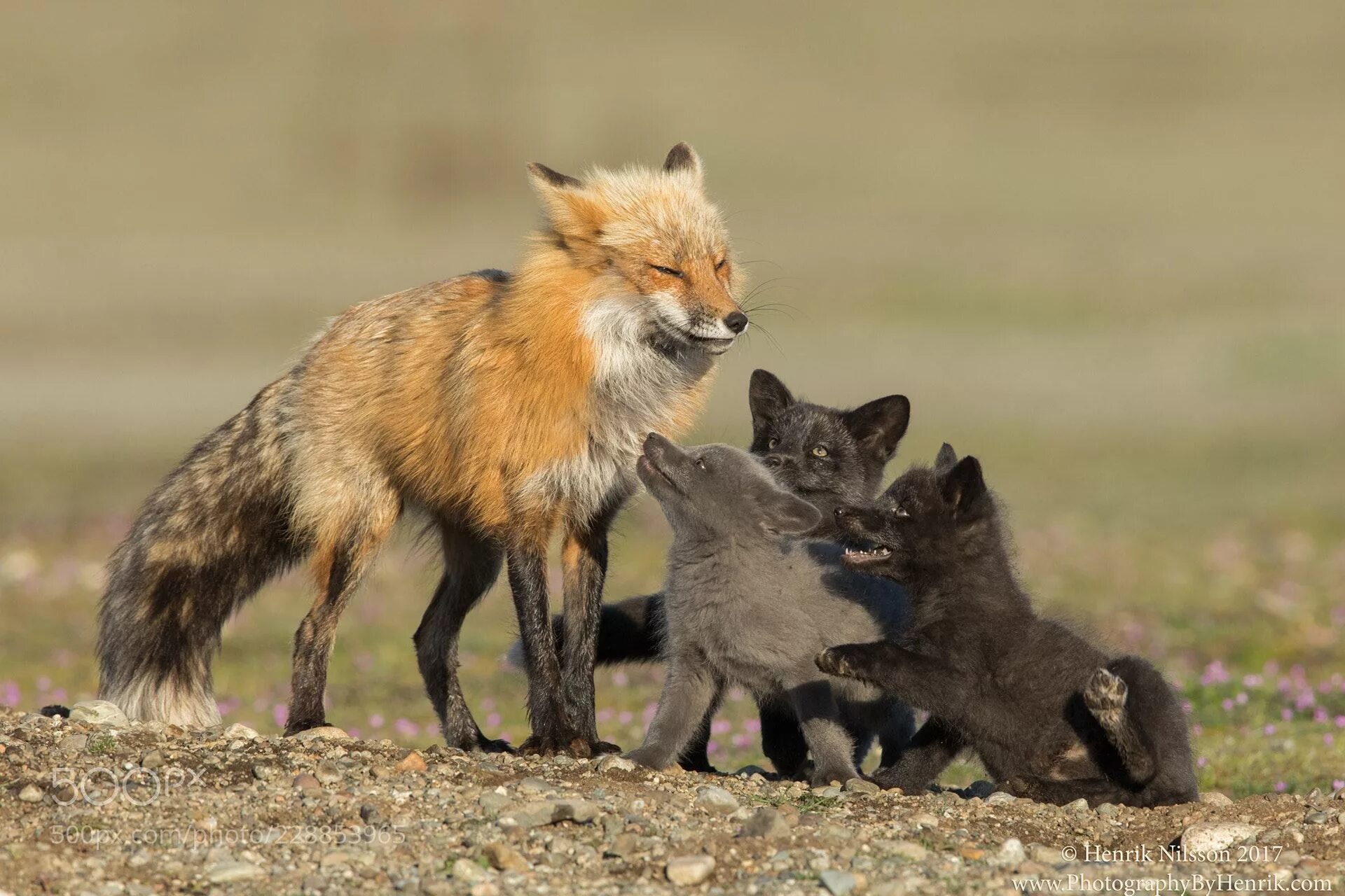 Many fox. Чернобурая лиса. Лиса с лисятами. Лисенок и Волчонок. Волчонок лиса.