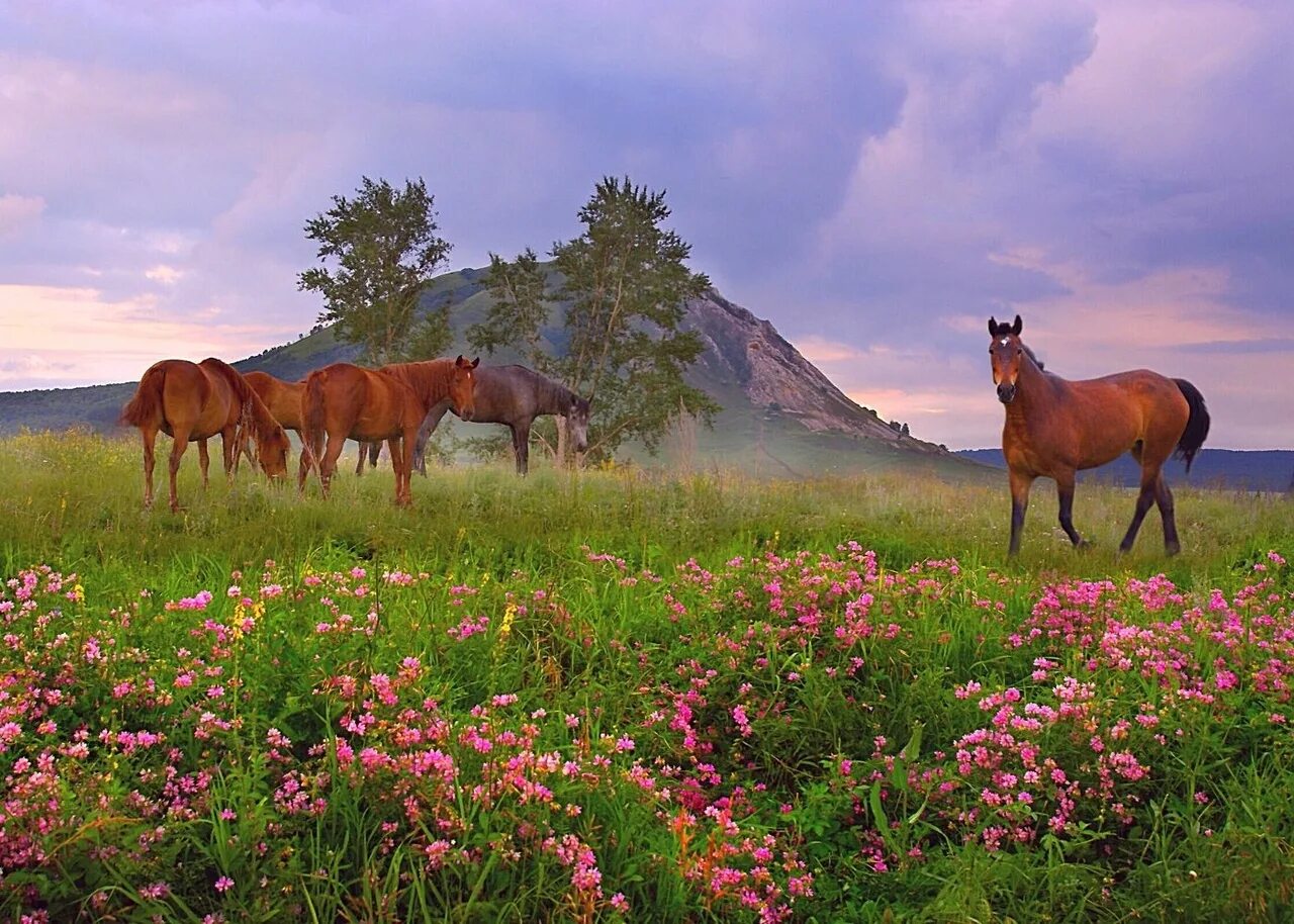 башкирия природа луга. полезные растения башкортостана. разнотравье урала. красивые луга башкирии. иван чай горного алтая.