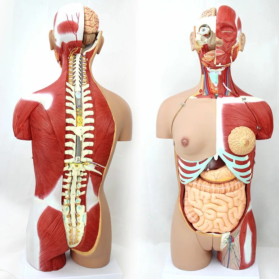Модель органов человека. Анатомический муляж. Анатомические муляжи человека органы. Модель человеческого тела. Анатомический манекен с органами.