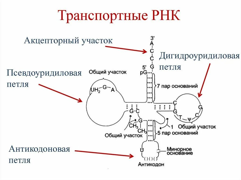 Структура ТРНК биохимия. Строение транспортной РНК биохимия. Функциональная структура ТРНК. Структурная формула ТРНК.