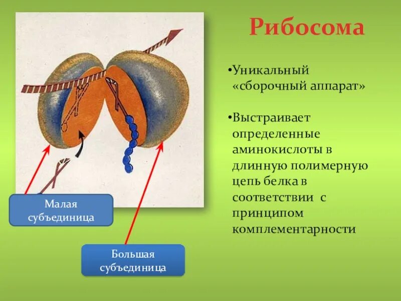 Функции аппарата рибосом. Строение малой и большой субъединиц рибосом. строение малой субъединицы рибосом. строение субъединиц рибосом. строение большой субъединицы рибосомы.
