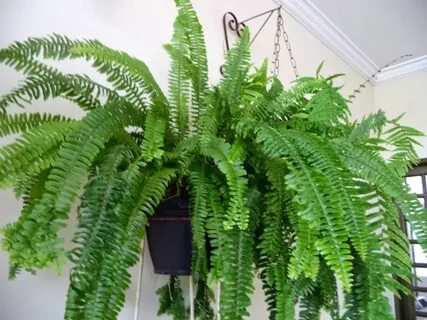 Кактус папоротник