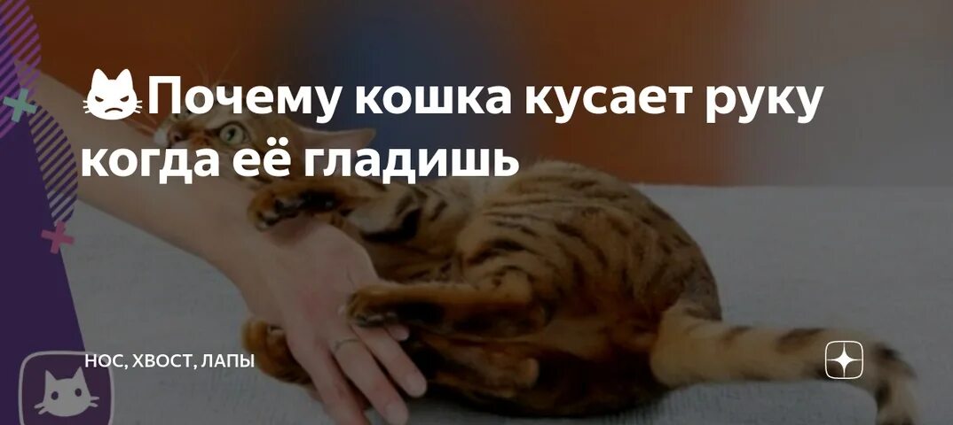 Почему кошка кусается когда гладишь. Кошка кусает руку. Зачем кошки прикусывают руки. Кот грызёт руку.