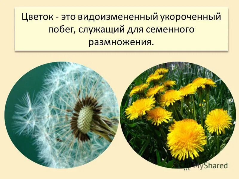 Докажите что цветок является видоизмененным укороченным побегом. Докажите что цветок является видоизмененным укороченным побегом. Докажите что цветок является видоизмененным укороченным побегом. Видоизмененные листья растений. Докажите что цветок является видоизмененным укороченным побегом.