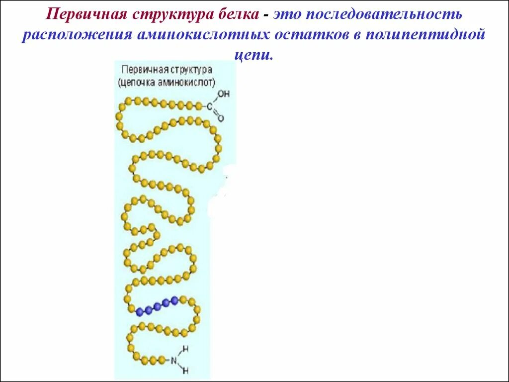 Первичная структура белка  аминокислотные остатки. Первичная структура белка. Первичная структура белка строение и функции. Строение и функции полипептидной цепи. Первичная структура белка называют