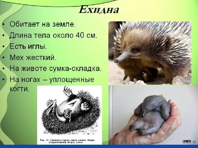 Кто такая ехидна и почему ее так назвали Жуткие и прекрасные Дзен