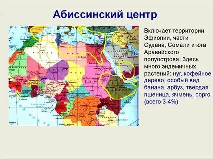 Абиссинский центр какие растения
