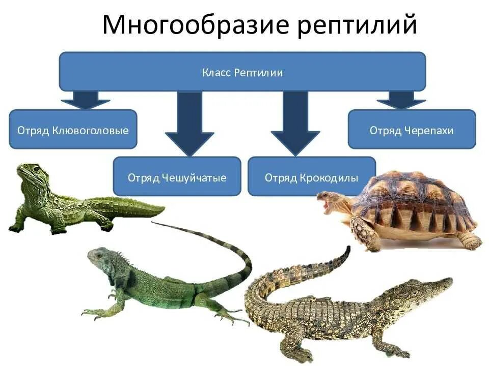 Признаками общими для рептилий и амфибий являются. Представители отрядом черепахи крокодилы чешуйчатые Клювоголовые. Класс рептилии классификация. Представители отряд чешуйчатые рептилий. Представители отряда чешуйчатые класса пресмыкающиеся.