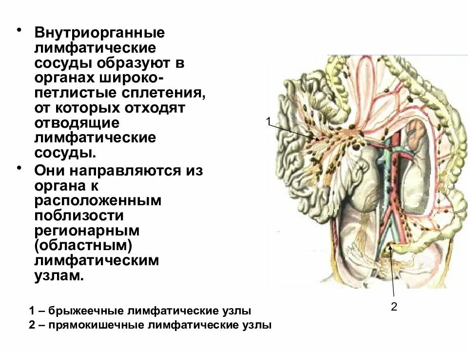 Лимфатические сосуды несут. Классификация лимфатических сосудов анатомия. Сосуды лимфатической системы. Внутриорганные лимфатические сосуды. Внутриорганные и внеорганные лимфатические сосуды.