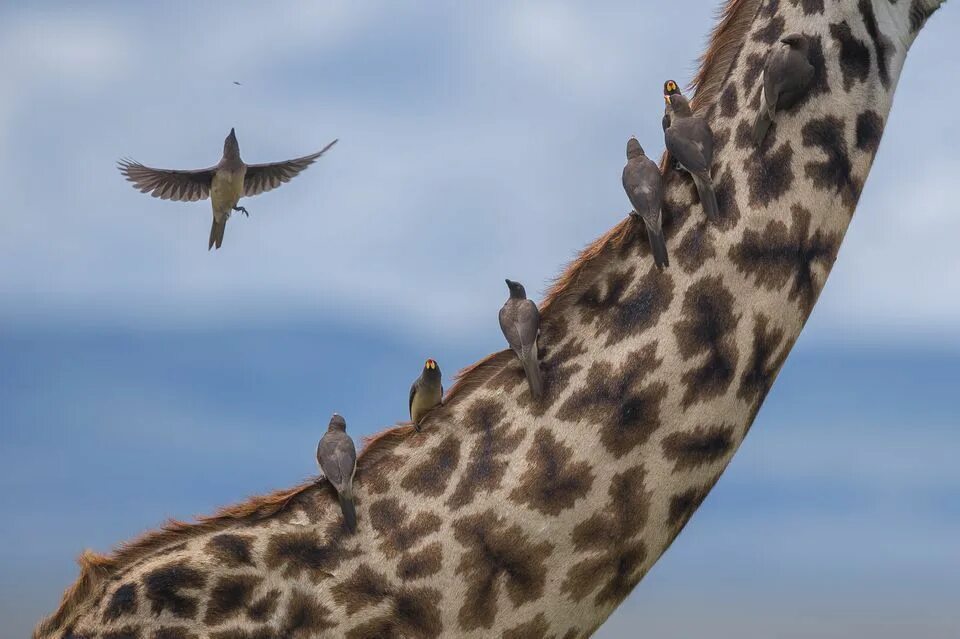 Animals en. Снимки года от National Geographic. Фото National Geographic 2018. Лучшие фотографии дикой природы. Лучшие фото животных National Geographic.