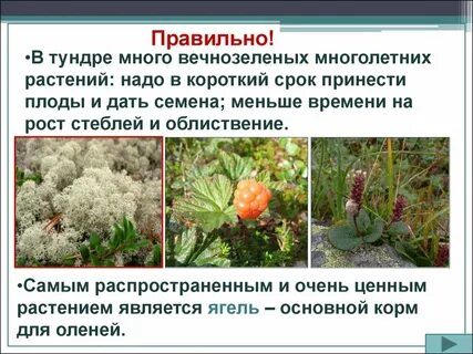 Жизнь в тундре 4 класс