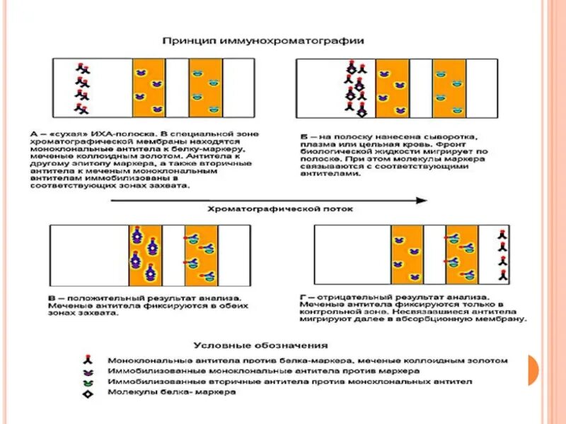 Иммунохроматография принцип метода. Иммунохроматографический анализ тест полоски схема. Иммунохроматография применение. Принцип действия ИХА теста.