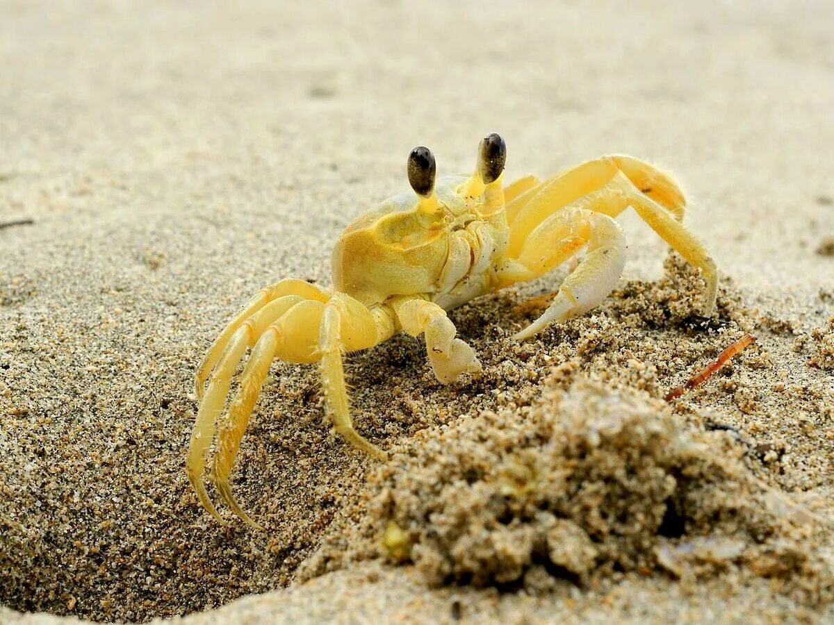 Краб призрак. Красноморский краб привидение. Краб призрак. Крабовый призрак. Красноморский краб привидение.