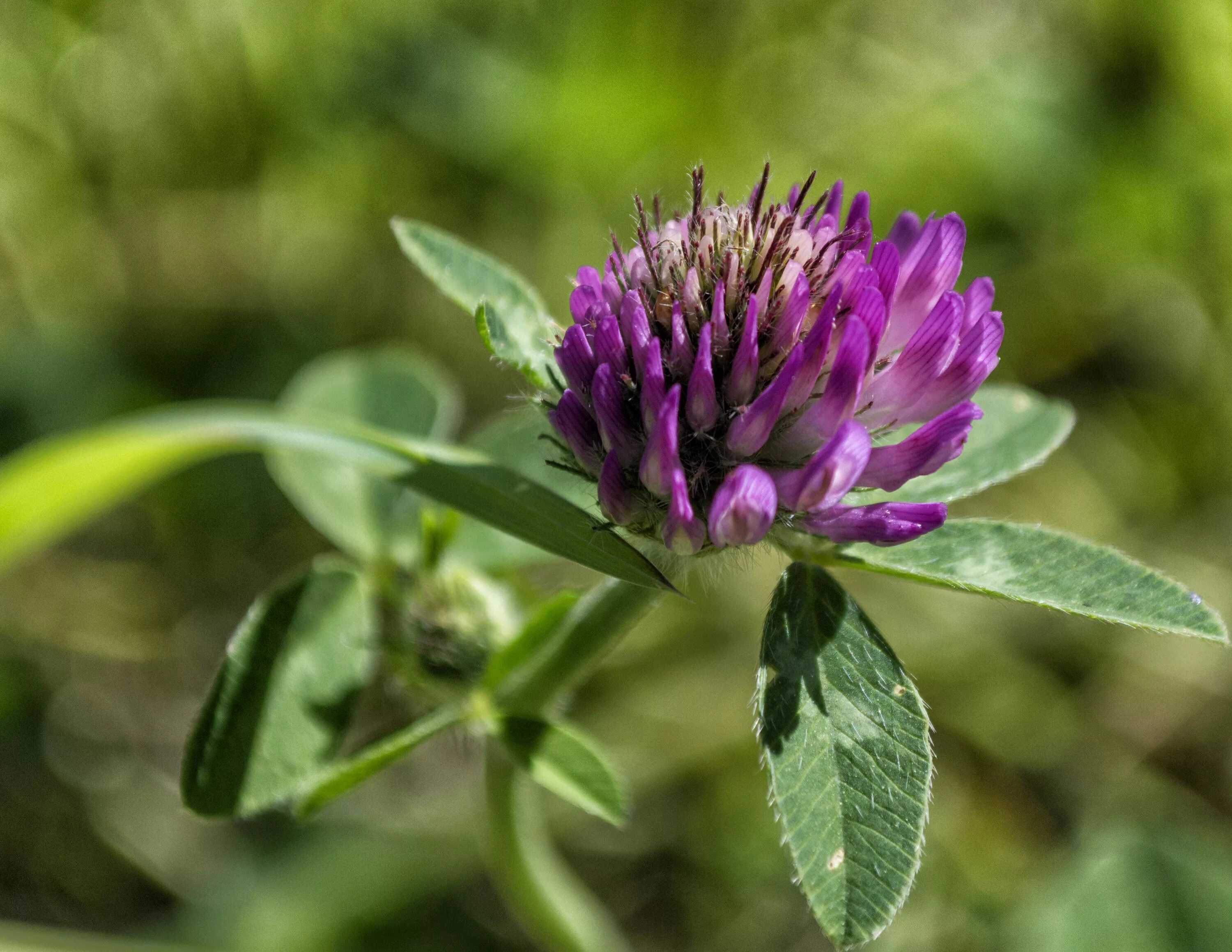 Чертополох и Клевер. Trifolium micranthum. Silybum Marianum. Цветущий сорняк