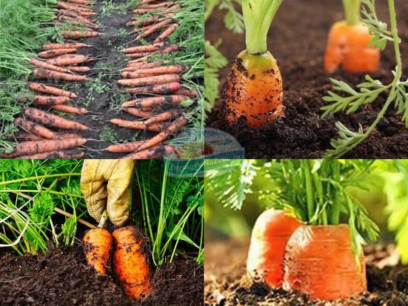 Замачивать ли морковь перед посадкой. Посевной материал у моркови. Семена морковки для песчаных почв. Как размножается морковь семенами. Посадка моркови весной в тканевый мешочек.