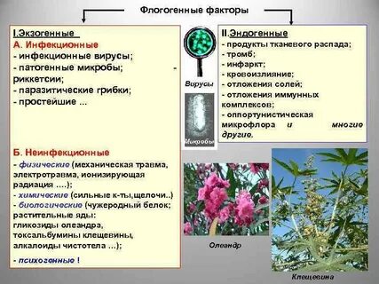 Патогенные факторы вирусов